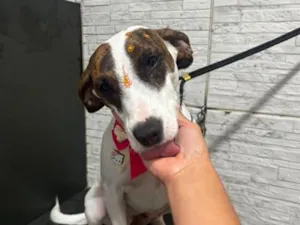 Cachorro raça SRD-ViraLata idade 3 anos nome drica 