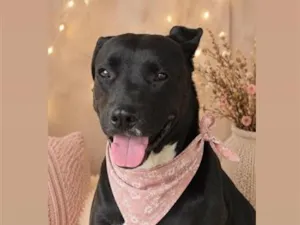 Cachorro raça SRD-ViraLata idade 2 anos nome Pérola 