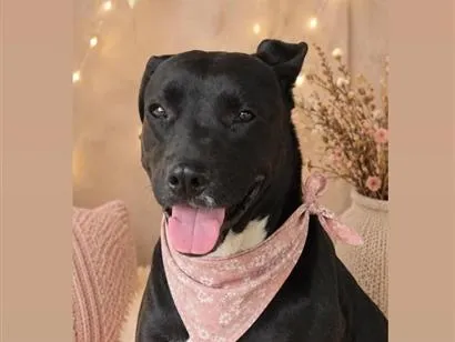 Cachorro raça SRD-ViraLata idade 2 anos nome Pérola 