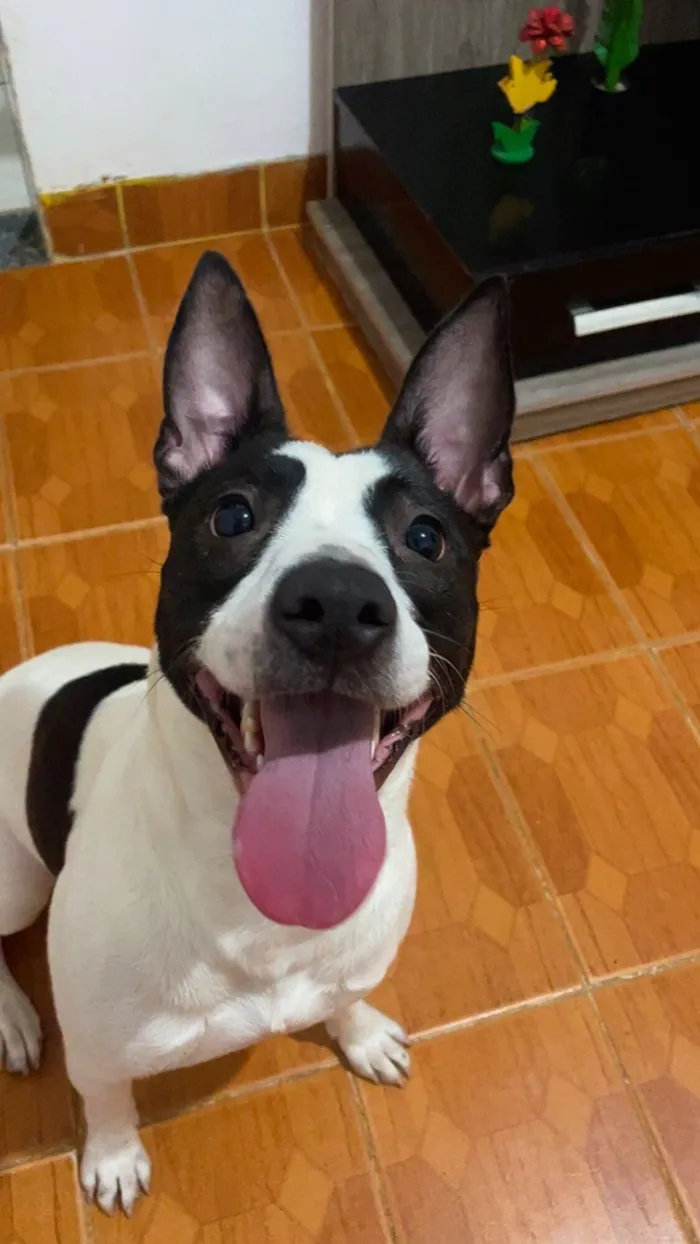 Cachorro raça SRD-ViraLata idade 1 ano nome Aurora