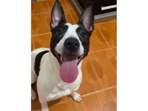 Cachorro raça SRD-ViraLata idade 1 ano nome Aurora