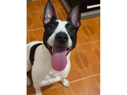 Cachorro raça SRD-ViraLata idade 1 ano nome Aurora