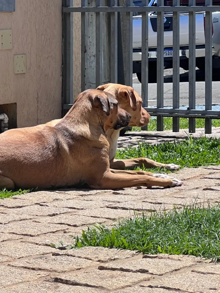 Cachorro raça SRD-ViraLata idade 2 anos nome Rubens e Madalena