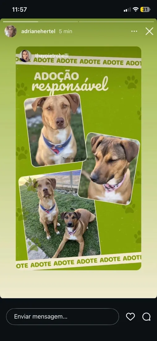 Cachorro raça SRD-ViraLata idade 2 anos nome Rubens e Madalena
