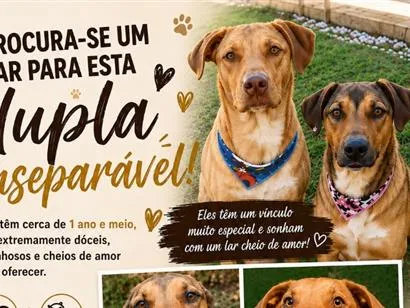 Cachorro raça SRD-ViraLata idade 2 anos nome Rubens e Madalena