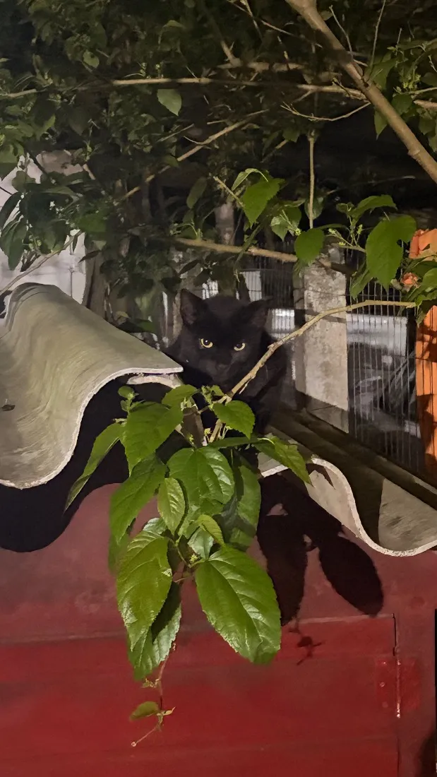 Gato raça SRD-ViraLata idade 2 a 6 meses nome Não tem nome