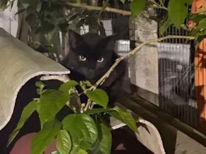 Gato raça SRD-ViraLata idade 2 a 6 meses nome Não tem nome