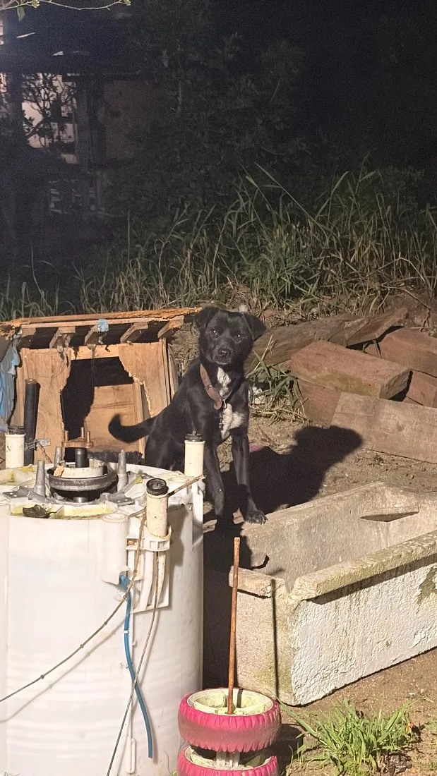 Cachorro raça SRD-ViraLata idade 1 ano nome Não tem nome