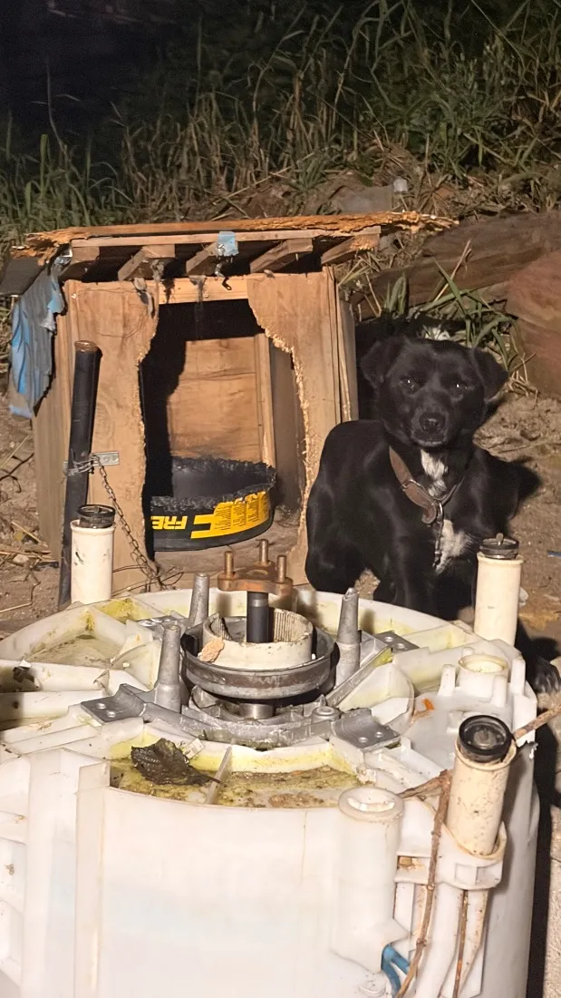 Cachorro raça SRD-ViraLata idade 1 ano nome Não tem nome