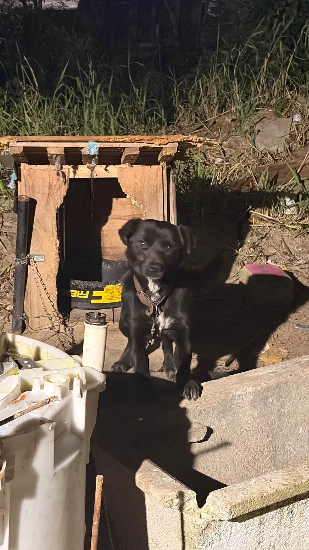 Cachorro raça SRD-ViraLata idade 1 ano nome Não tem nome