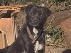 Cachorro raça SRD-ViraLata idade 1 ano nome Não tem nome