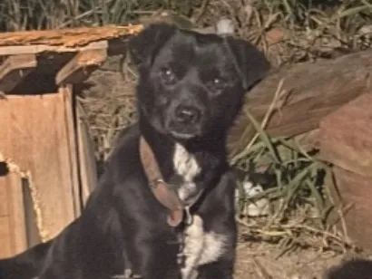 Cachorro raça SRD-ViraLata idade 1 ano nome Não tem nome