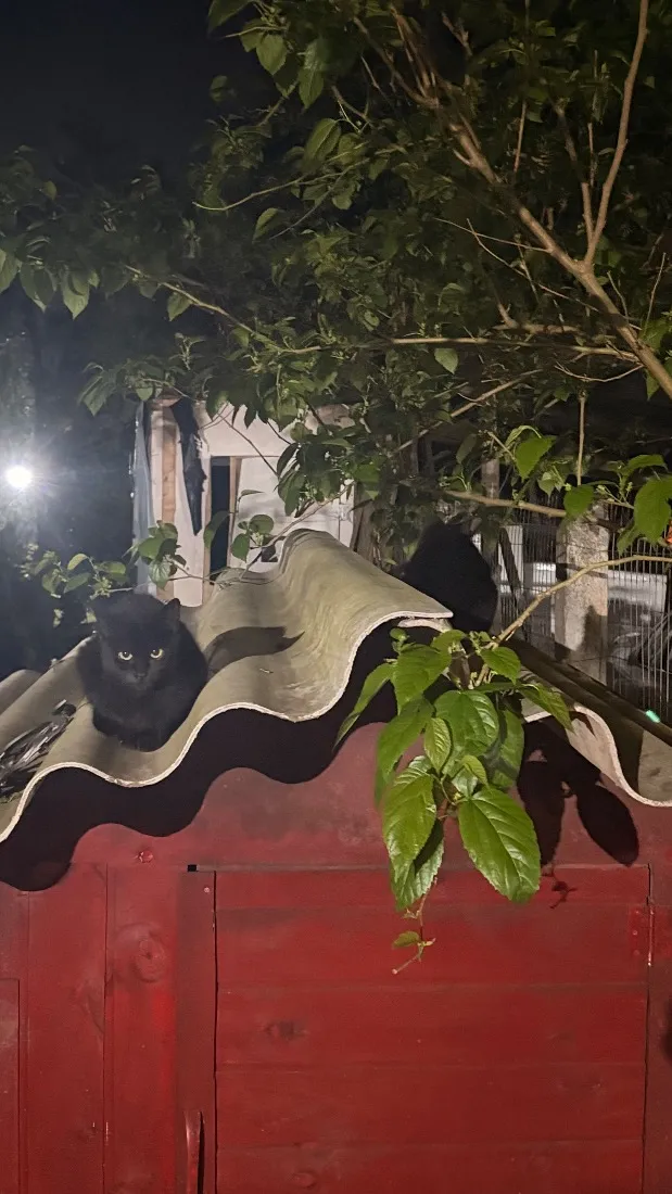 Gato raça SRD-ViraLata idade 2 a 6 meses nome Não tem nome