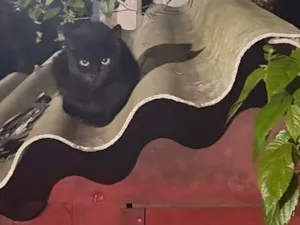 Gato raça SRD-ViraLata idade 2 a 6 meses nome Não tem nome
