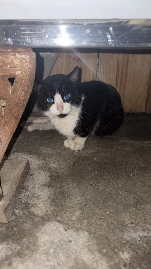 Gato raça SRD-ViraLata idade 1 ano nome Não tem nome 