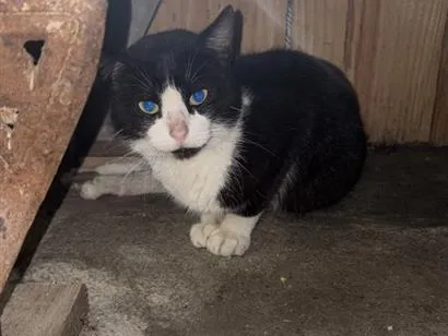 Gato raça SRD-ViraLata idade 1 ano nome Não tem nome 