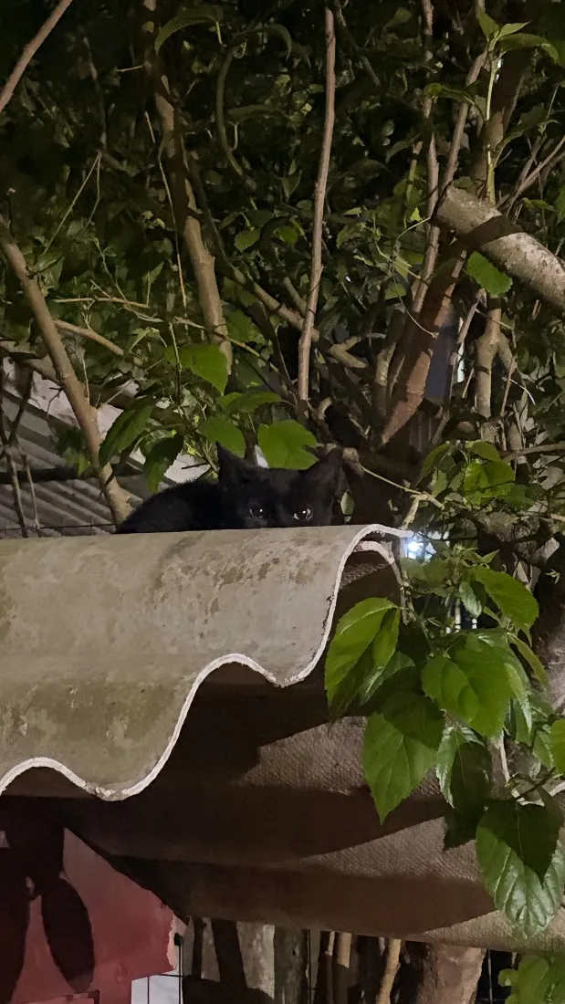 Gato raça SRD-ViraLata idade 2 a 6 meses nome Não tem nome 