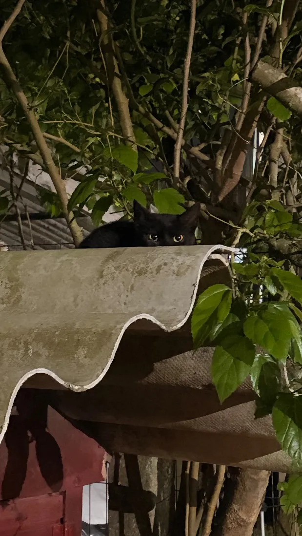 Gato raça SRD-ViraLata idade 2 a 6 meses nome Não tem nome 