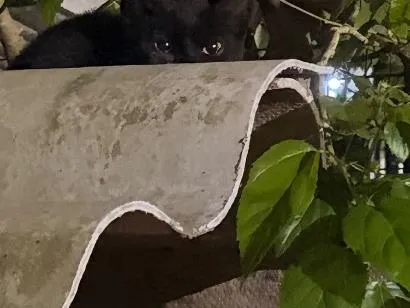 Gato raça SRD-ViraLata idade 2 a 6 meses nome Não tem nome 