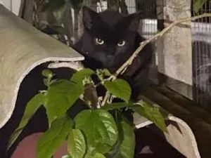 Gato raça SRD-ViraLata idade 2 a 6 meses nome Não tem nome