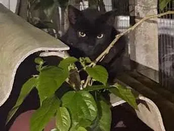 Gato raça SRD-ViraLata idade 2 a 6 meses nome Não tem nome