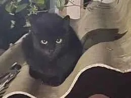 Gato raça SRD-ViraLata idade 2 a 6 meses nome Não tem nome