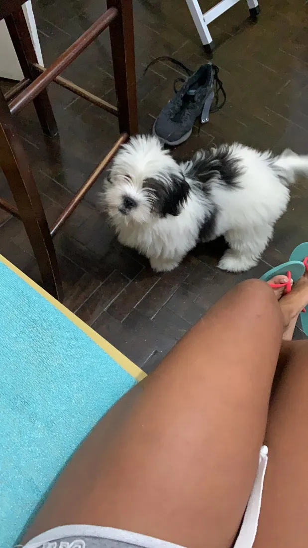Cachorro raça Shitzu idade 6 ou mais anos nome Lupi