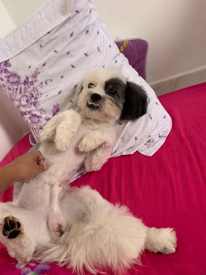 Cachorro raça Shitzu idade 6 ou mais anos nome Lupi