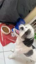 Lupi