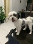 Lupi