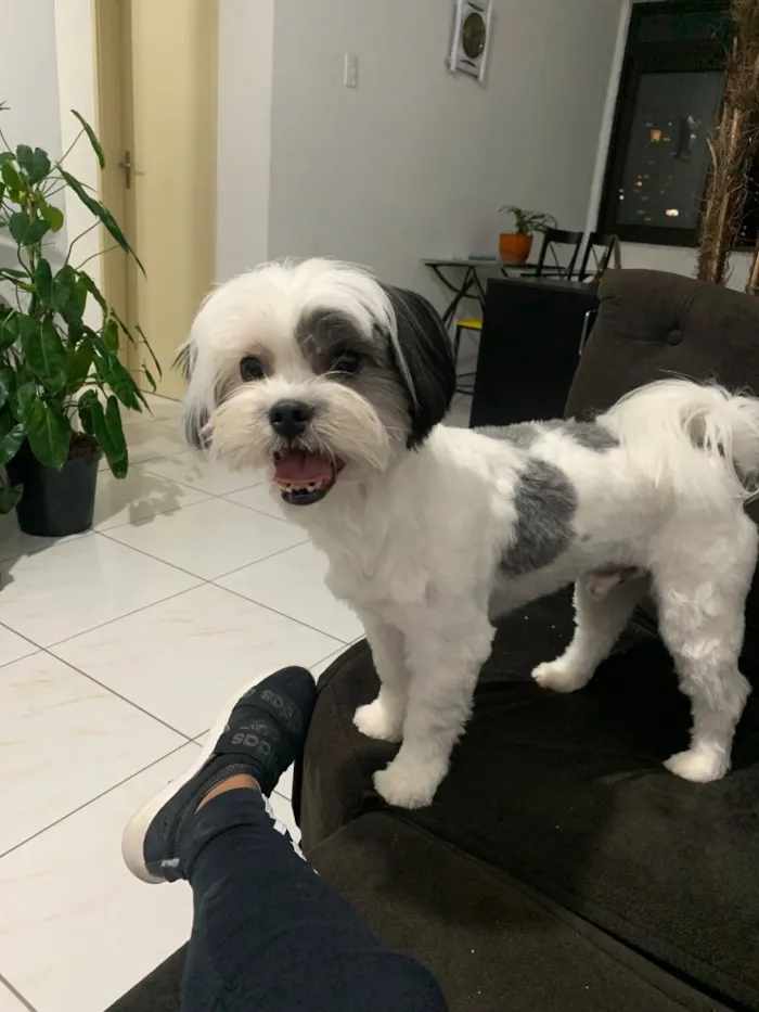 Cachorro raça Shitzu idade 6 ou mais anos nome Lupi