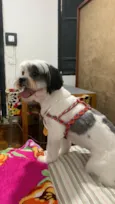 Lupi