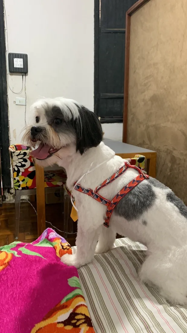 Cachorro raça Shitzu idade 6 ou mais anos nome Lupi