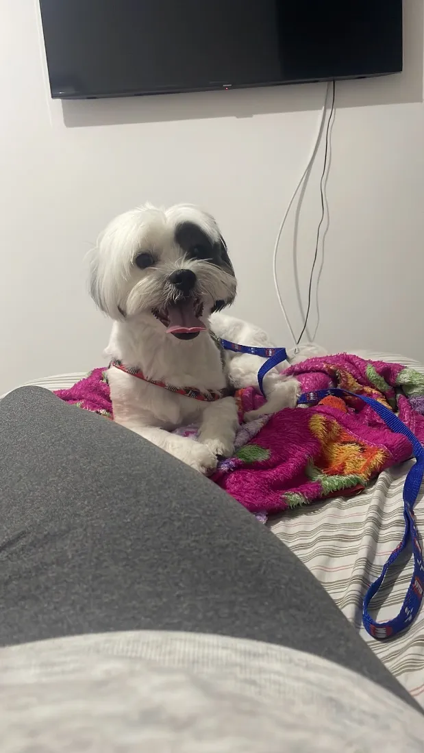 Cachorro raça Shitzu idade 6 ou mais anos nome Lupi