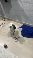 Lupi