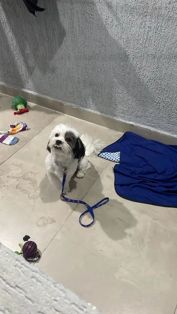 Cachorro raça Shitzu idade 6 ou mais anos nome Lupi