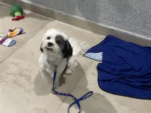 Cachorro raça Shitzu idade 6 ou mais anos nome Lupi