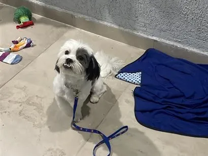 Cachorro raça Shitzu idade 6 ou mais anos nome Lupi