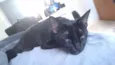 Kali 
