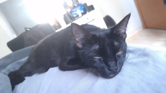Gato raça SRD-ViraLata idade 7 a 11 meses nome Kali 
