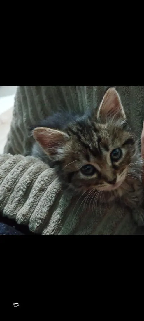 Gato raça SRD-ViraLata idade 2 a 6 meses nome mel