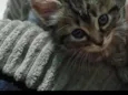 mel