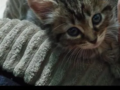 Gato raça SRD-ViraLata idade 2 a 6 meses nome mel