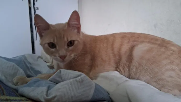 Gato raça SRD-ViraLata idade 2 a 6 meses nome Tomás