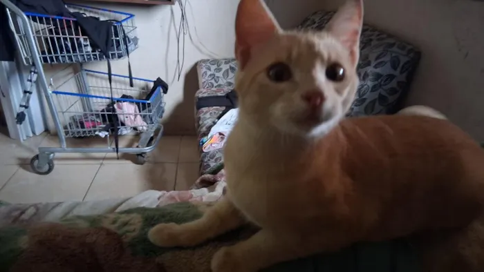 Gato raça SRD-ViraLata idade 2 a 6 meses nome Tomás