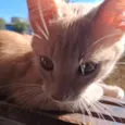 Tomás