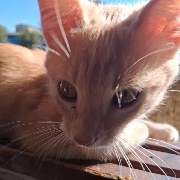Gato raça SRD-ViraLata idade 2 a 6 meses nome Tomás