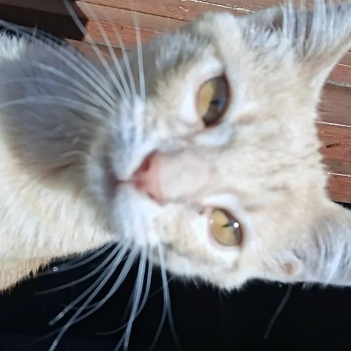 Gato raça SRD-ViraLata idade 2 a 6 meses nome Tomás