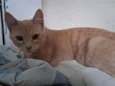 Tomás