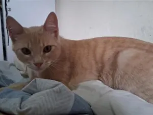 Gato raça SRD-ViraLata idade 2 a 6 meses nome Tomás